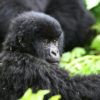 Gorilla-Trekking-in-Rwanda