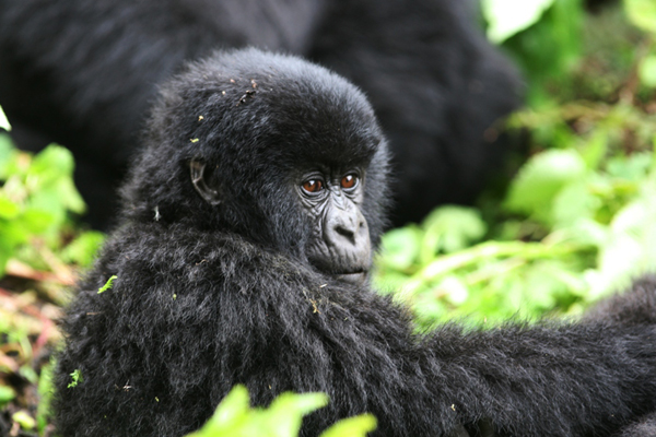 Gorilla-Trekking-in-Rwanda