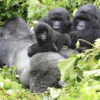 Gorillas-in-Virunga-National-Park