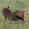 Male-Lion-in-Queen-Elizabeth-National-Park