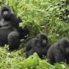 Rwanda-Gorilla-Tracking-Safari