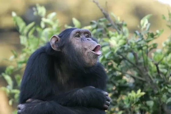 Rwanda-Primates-Safari