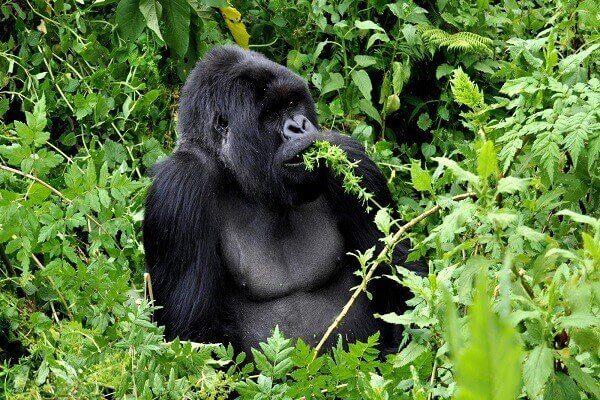Rwanda-gorilla-tour