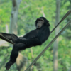 chimpanzee-chill