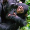 chimpanzee-trekking-in-Kibale-National-Park