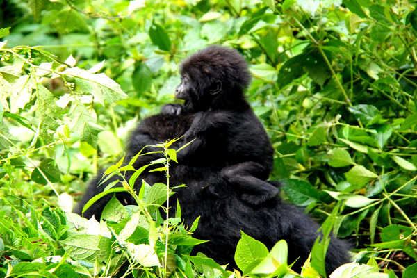 gorilla-tracking rwanda