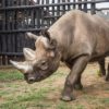 rhinos in akagera park rwanda