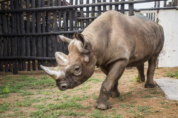 rhinos in akagera park rwanda